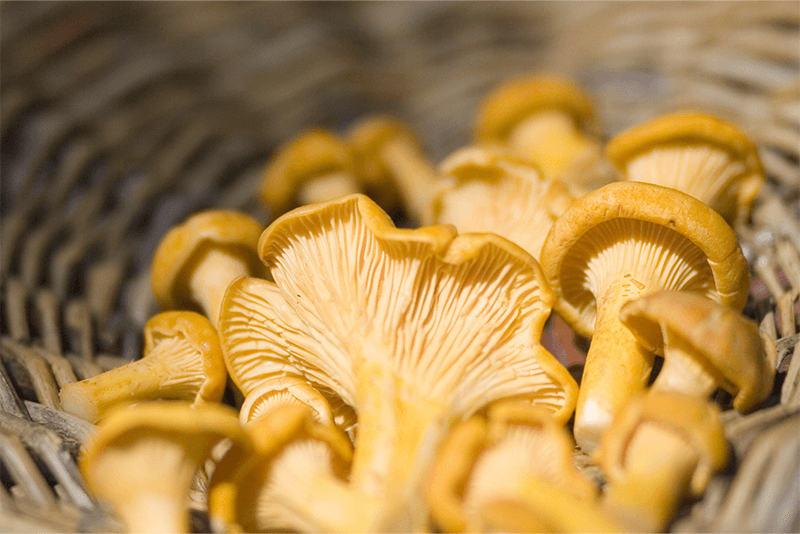 co warto wiedzieć o zbieraniu grzybów?